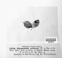 Ophiognomonia setacea image